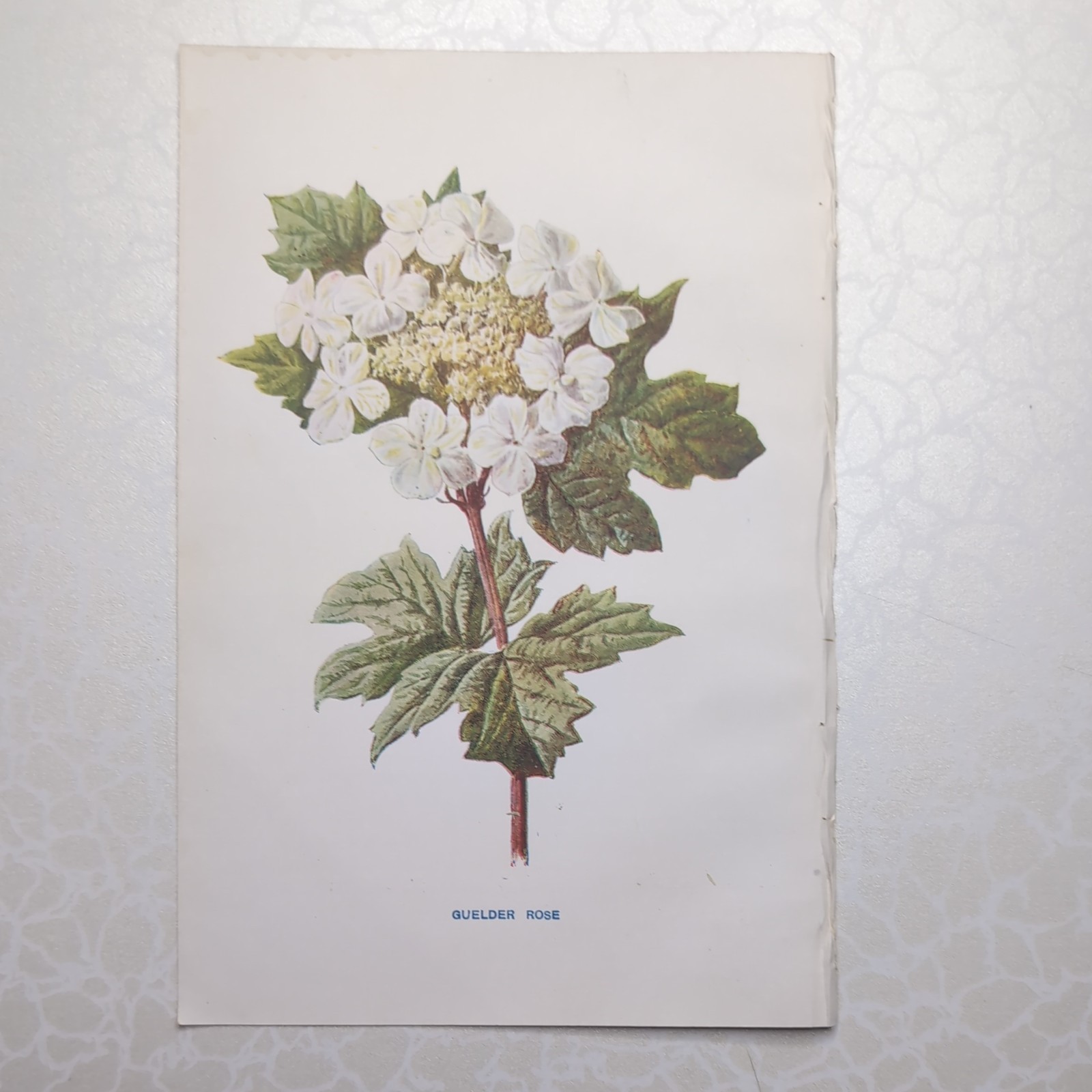 Original 1902 Botanical Print Of Guelder Rose Familiar Wild Flowers