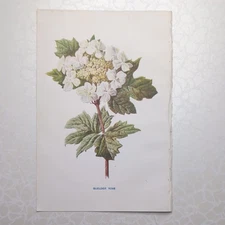 Original 1902 Botanical Print Of Guelder Rose Familiar Wild Flowers