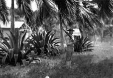 US MARINE CORPS USMC Cuba, Guantanamo Sentry beneath palms War & Conflict