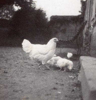 Huhn & Küken Frankreich altes Amateurfoto 1935'