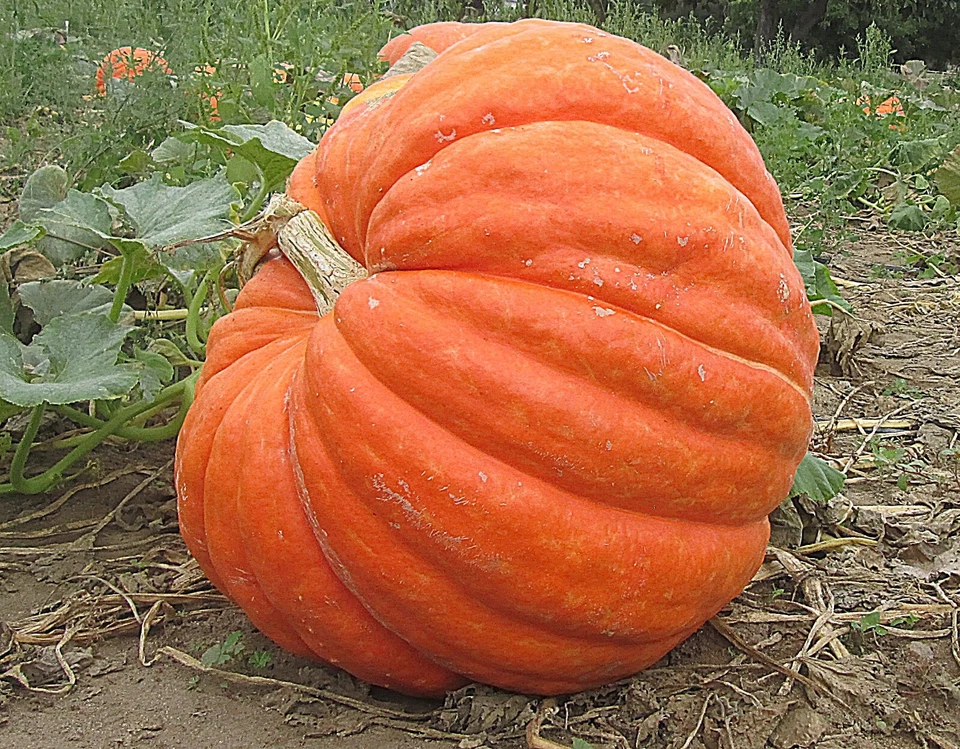 COLECCIÓN DE SEMILLAS PARCHE CALABAZA GIGANTE 25 SEMILLAS ~ ¡TRES TIPOS! ~2026 ~hereirloomseedguy Foto 2 de 4