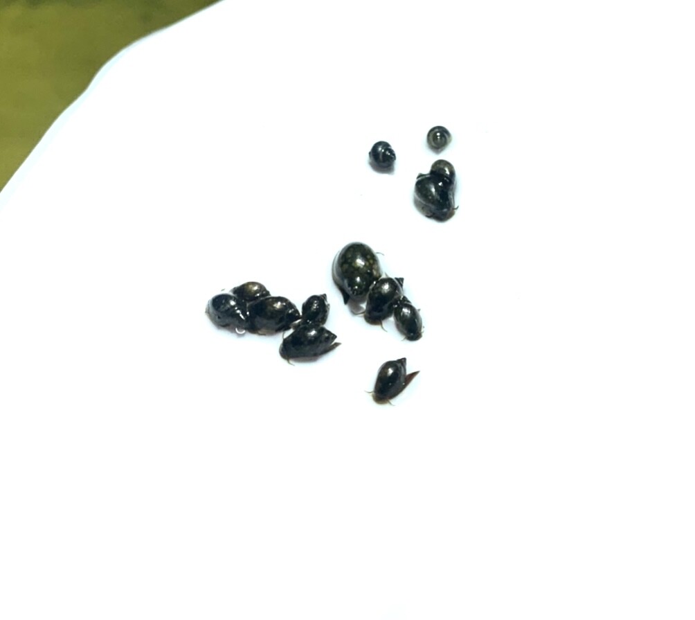 30+ Live Bladder Snails Aquarium Snails Pond Pea Puffer Food Physella