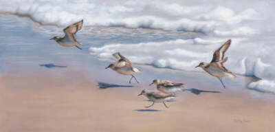 Speedy Retreat Molly Sims Fine Art Print Sandpiper Bird Beach Ocean Poster 14x26