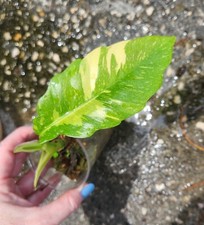 Variegated Ring of Fire Philodendron roots high variegation