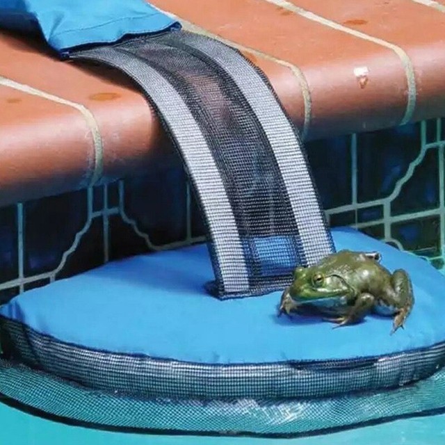 squirrel pool float