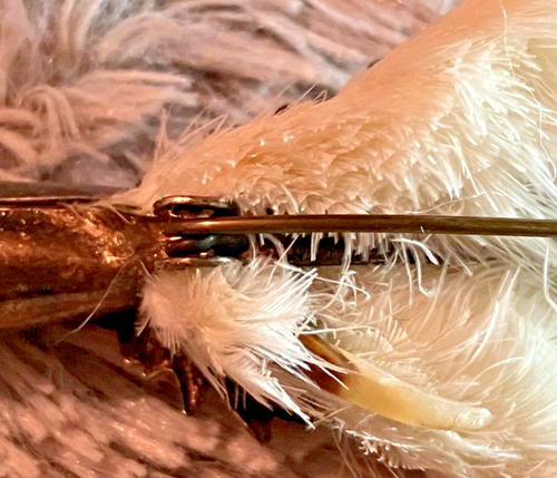 VERY RARE DOUBLE AMETHYST Ward Bros Sterling Silver Grouse Foot Scot Kilt Pin - Picture 15 of 18