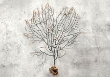 Black Sea Fan Coral Gorgonia Ventalina 1 fan approx. 5-6 inches 