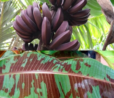 Sumatrana ''X'' Cross Red Banana - Dwarf Red banana - Edible Red Banana