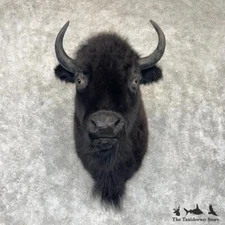 #30235 P | American Buffalo Bison Taxidermy Shoulder Mount For Sale