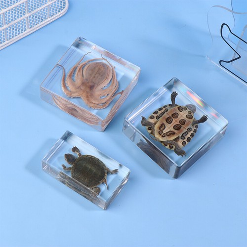 Real Octopus Tortoise Animal Specimen In Resin For Science Education Gift - Photo 11/15