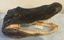 Genuine Alligator Head, XL 14-15&rdquo;. American Alligator Taxidermy.