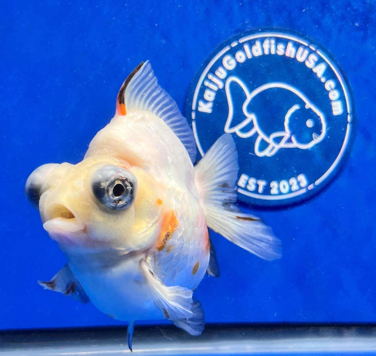 Live Fancy Goldfish Sakura Demekin 4-4.5 inches (1115_01_DK02) | eBay