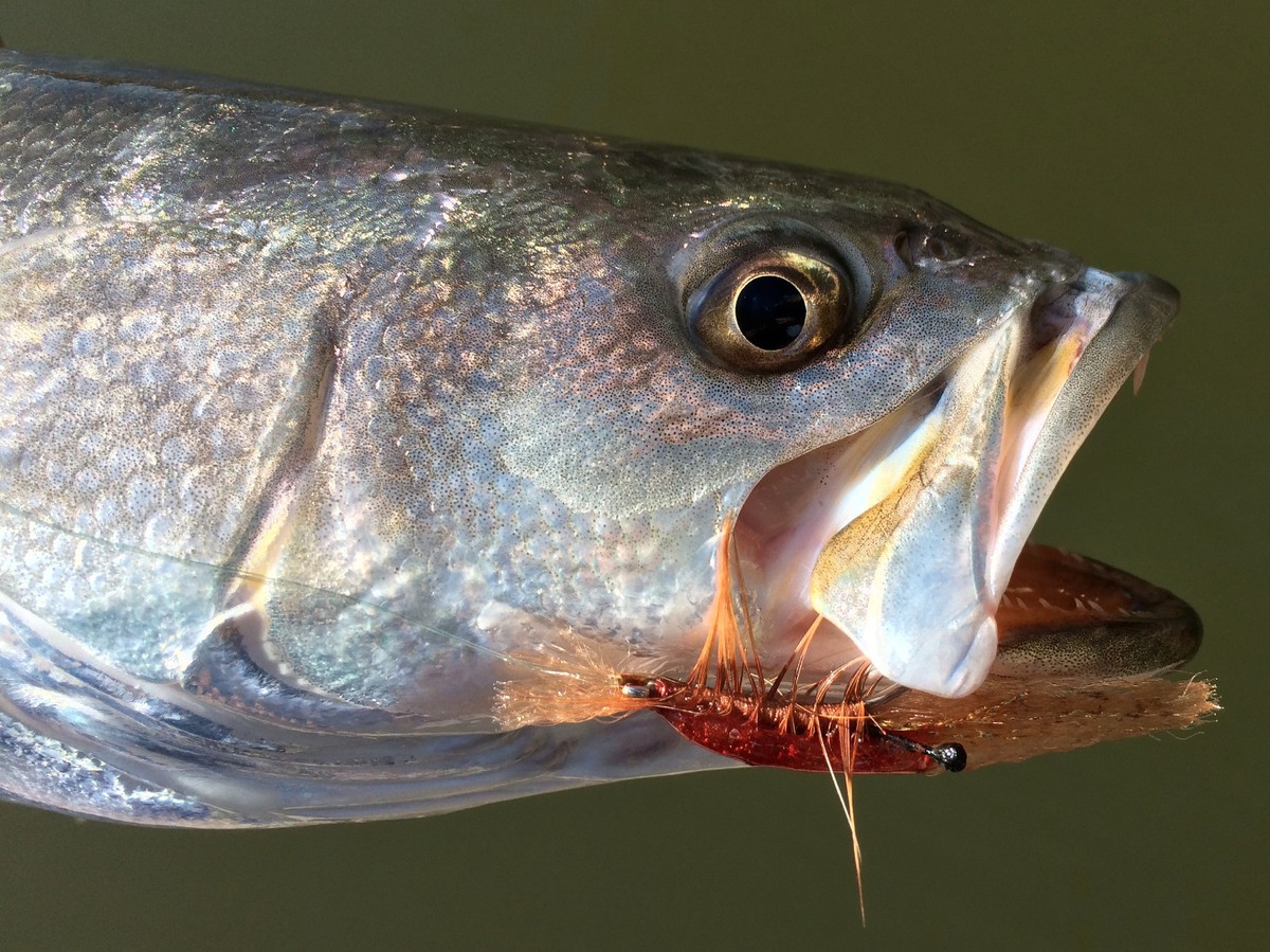 Baits, Lures & Flies Snook, Bonefish, Tarpon, Permit Spawning Shrimp Flies Set O - Foto 12