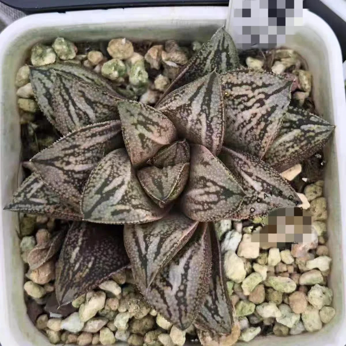 Haworthia splendens White Snake -- one plant 6cm diameter Succulent
Opens in a new window or tab