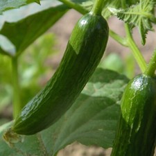 Cucumber Seeds, Marketer, Non-GMO, Disease Resistant, Free Shipping