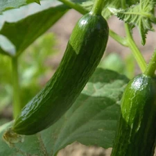 Cucumber Seeds, Marketer, Non-GMO, Disease Resistant, Free Shipping