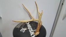 WILD 4 pt 65-2/8" WHITETAIL DEER ANTLER SHED antlers mule mount elk moose