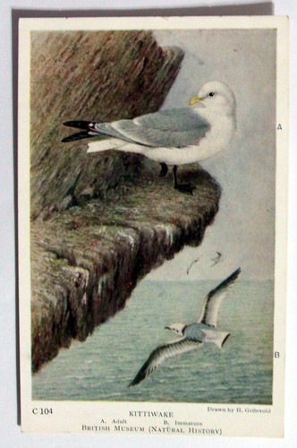 Postcard - KITTIWAKE, British Museum, H. Gronvold (AN4-3)