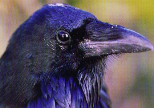 Ansichtskarte: Rabenkrähe - carrion crow - ein schönes Porträt - Corvus corone - Bild 1 von 1