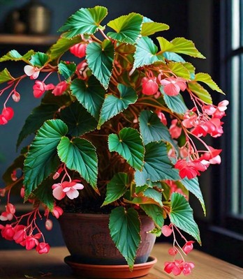 Imported Weeping Begonia Flower Bulbs For Your Garden (Pack Of 4 Bulbs)