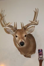 Whitetail Deer Head Shoulder Mount Taxidermy Cape Shed Antler Mule