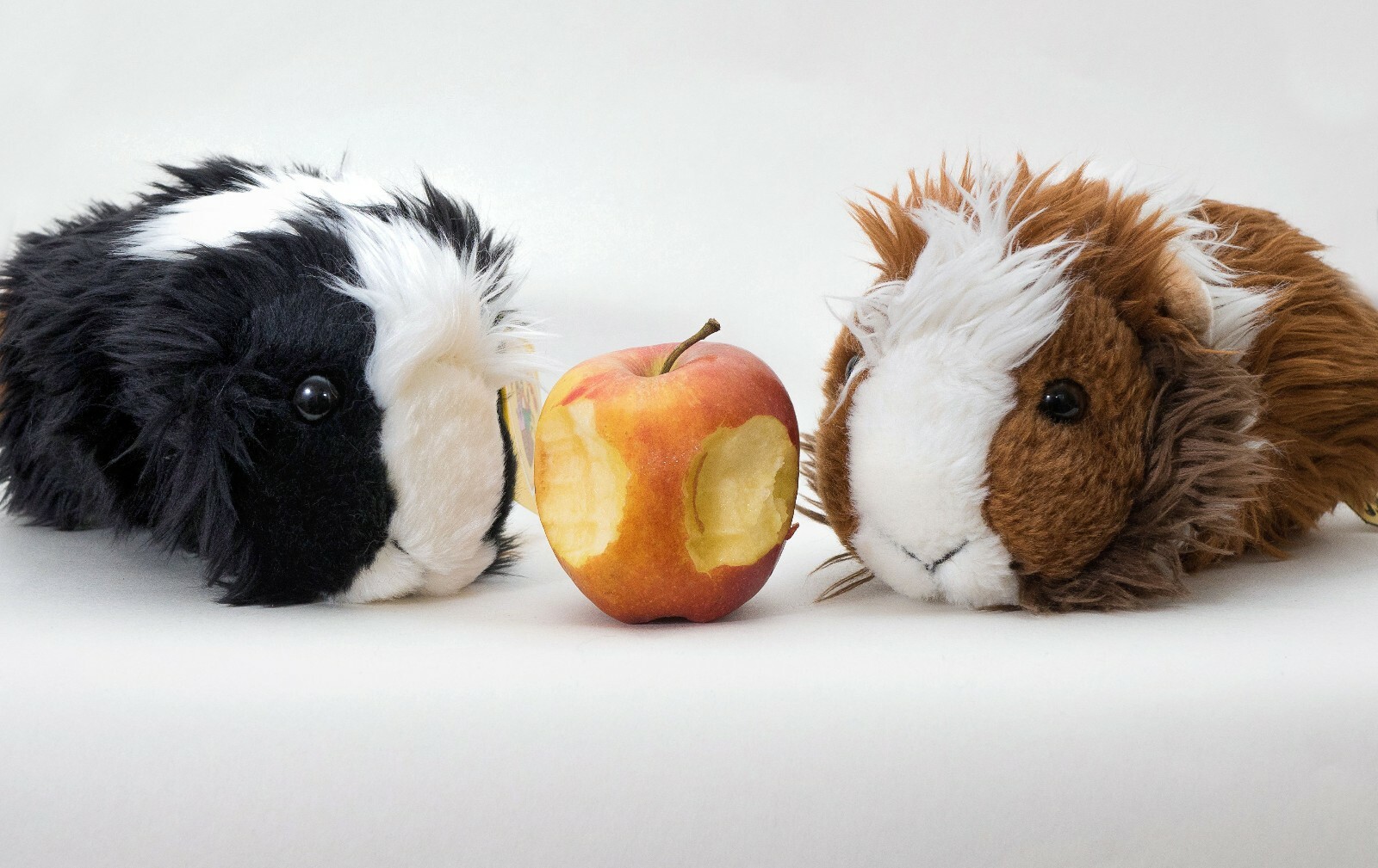 guinea pig cuddly toy