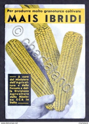 Landwirtschaft - Zur Herstellung von viel Mais Anbau Hybridmais - 1951