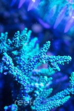 ORA Purple Plasma  **Special this week only***