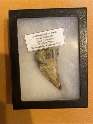 Authentischer Tyrannosaurus Rex Zahn Fossil - 2 Zoll - Lanzenformation, Wyoming