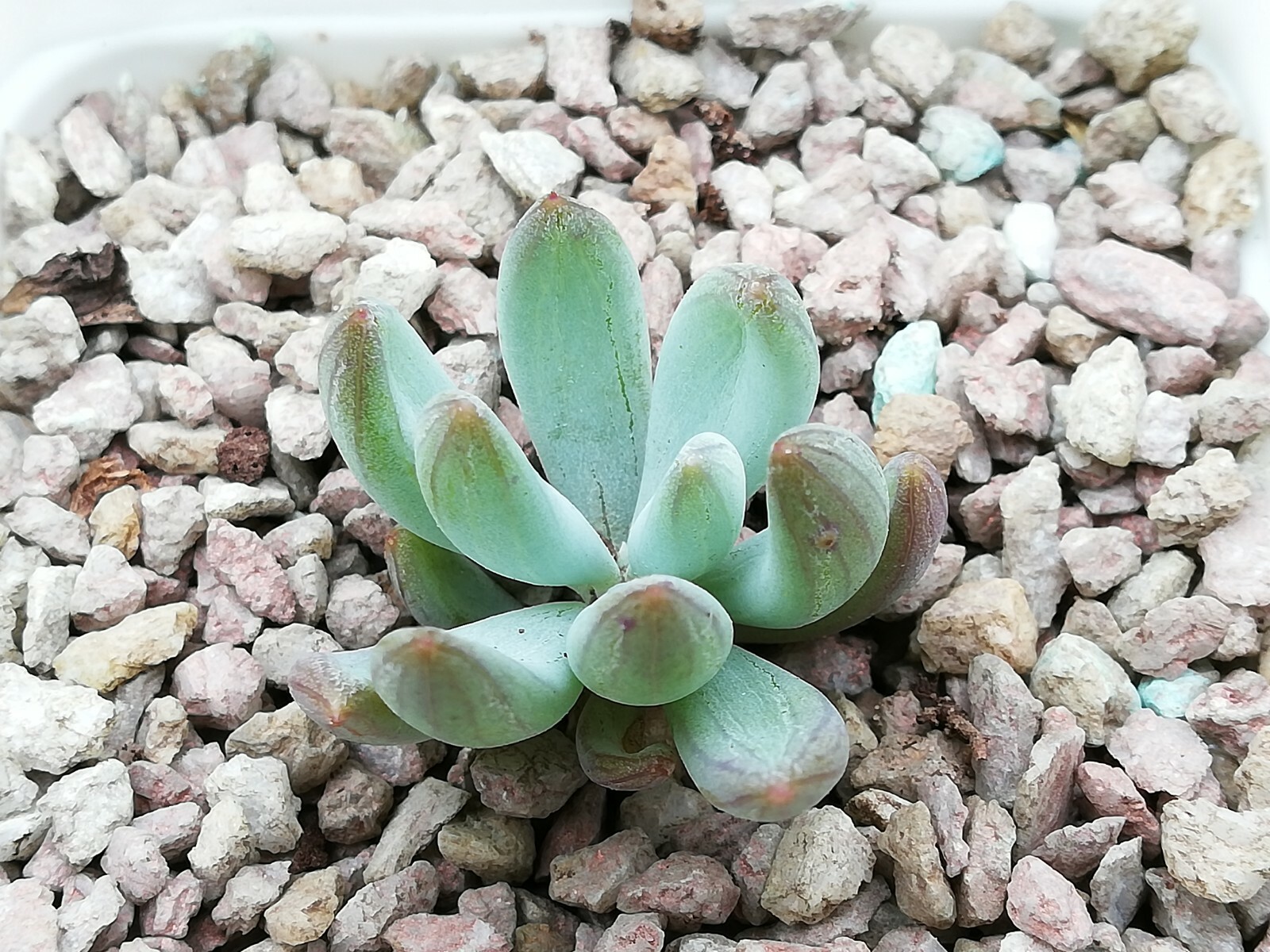 Picture 7 of 7