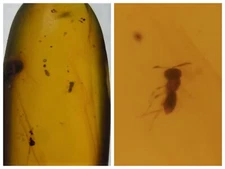 100 MILL. YEARS OLD BURMITE AMBER WITH WASP (ABR9/12)