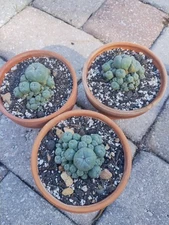 Rare Cactus Cluster, Seed Grown 2-2.5in Diameter. Many Available 