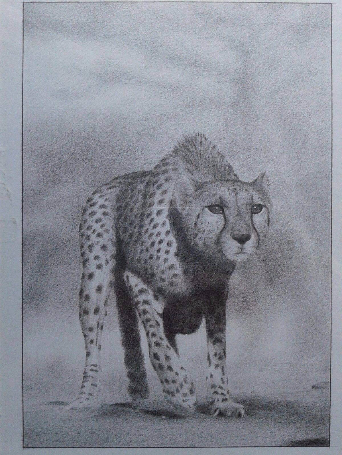 Amazon.com: Imagekind Focused, African Cheetah Pencil Drawing Realistic  Wildlife Illustration by Peter Williams, Poster Art Print, Wall Decor |  48x27