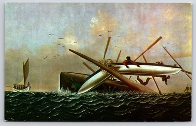 Sperm Whale Struck Whaling Museum New Bedford Postcard