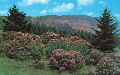 Postcard Rhododendron Roan Mountain North Carolina 