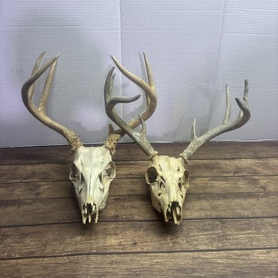 2 Pack! 2 Whitetail Deer Skulls European Decor Man Cave Taxidermy Buck Antlers
