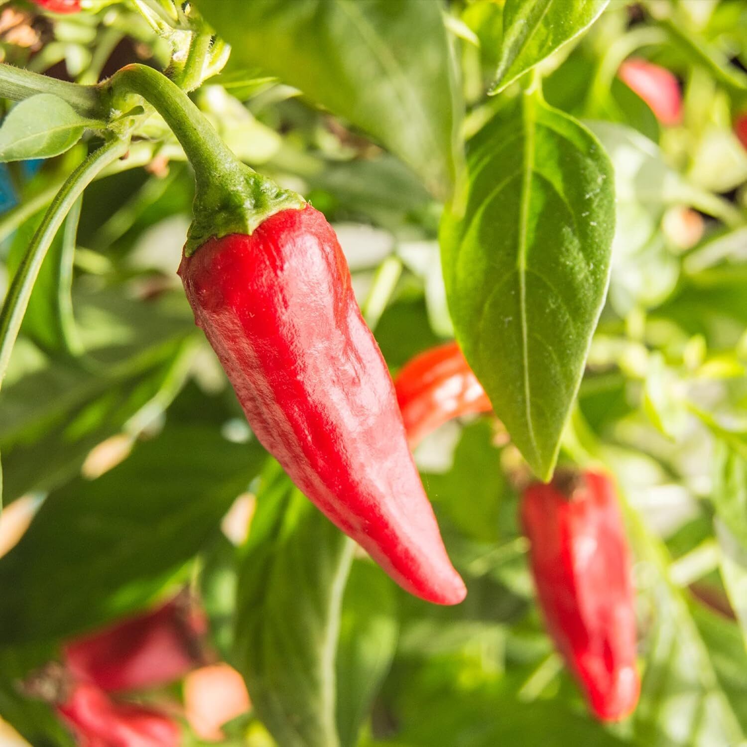 Organic Chili Powder Blend 16 Ounce Mildly Spicy Seasoning for Cooking