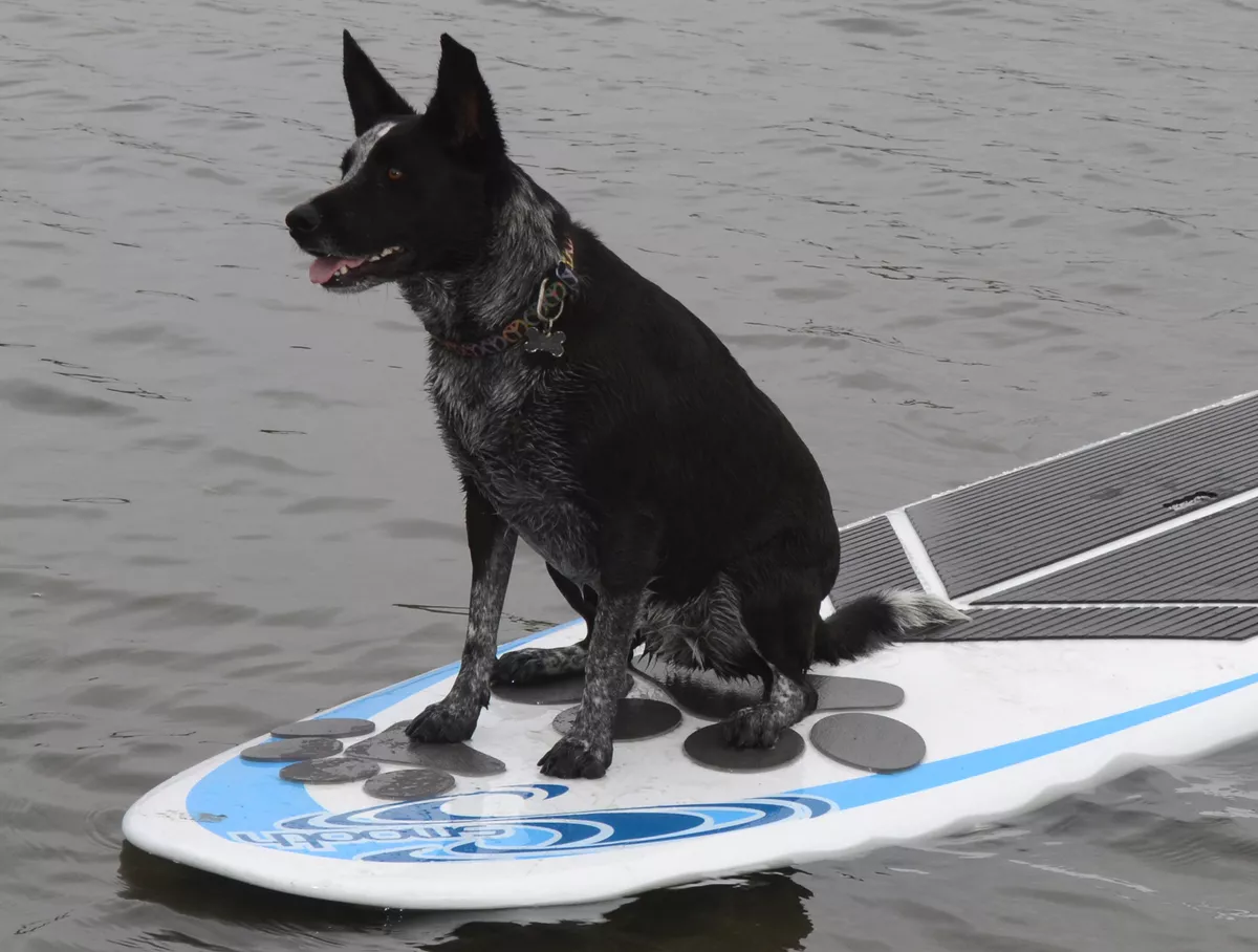Stand up paddle traction pads deals