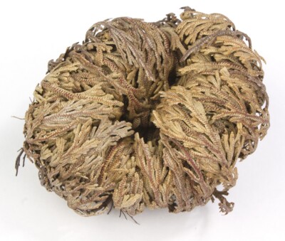 Incense Garden Rose of Jericho Flower The Resurrection Plant