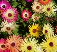 ICE PLANT FLOWER SEEDS 2000+ MIXED color ANNUAL LIVINGSTONE DAISY FREE SHIPPING