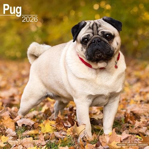 Pug Calendar 2026 Square Dog Breed Wall Calendar - 16 Month (Us Import)-image