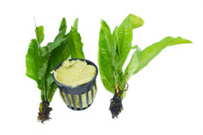 BUY 2 GET 1 FREE Java Fern Microsorum 2 Plants 1 Pot Aquarium Plants