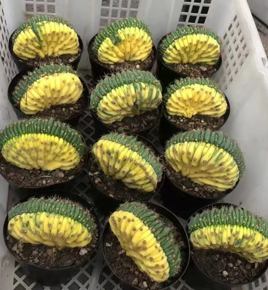 Rare Cacti SucculentLive CactusT.P Cristata Variegated 1/3/10PCS - Photo 3/3