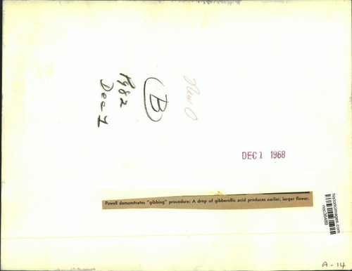 1968 Press Photo Gardner demonstrates "Gibbing" Procedure on Flower, New Orleans - Picture 2 of 2