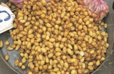 TOPI TAMBO / CALATHEA ALLOUIA edible tasty  plant -  4 fresh SEEDS for planting