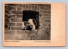 Finally a little sunshie Pigs perring out from brick building Germany Heinrich K