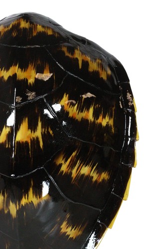 Large Nautical Marine Black Tone Faux Hawksbill Turtle Shell Replica Wall Decor - Picture 5 of 10