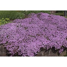 x3 Thyme Purple Creeping. Medium Plug Plants x 3. Herb.