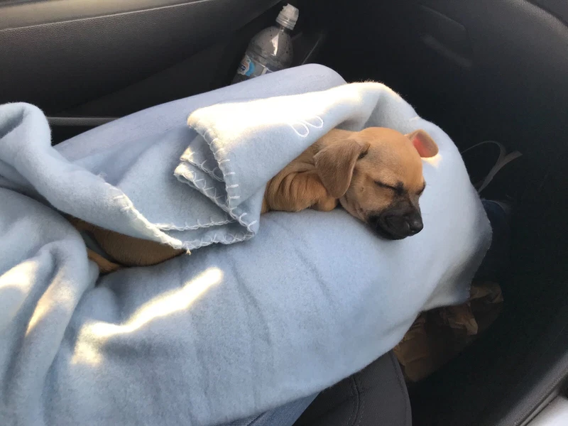 gumtree chihuahua dogs for sale