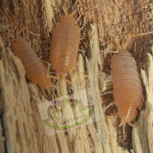SALE 30+ Powder Orange and 10+ Dairy Cow Isopods Vivarium Cleanup Crew